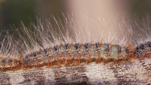 Close up of caterpillar showing fine hairs.