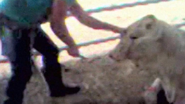 Still of animal cruelty footage in Egypt