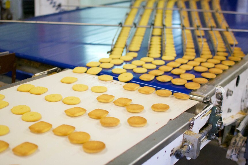 Rows of golden biscuits come out of the oven and continue down a conveyor belt.