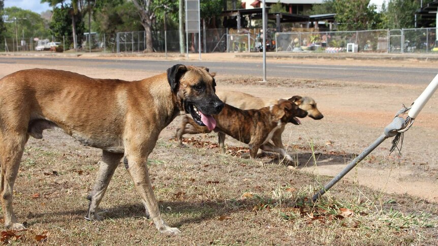 Three dogs roaming down a street in Coen on the Cape York Peninsula