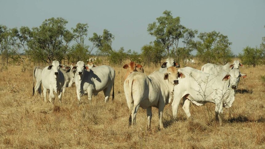 White cattle stand in grass looking at camera