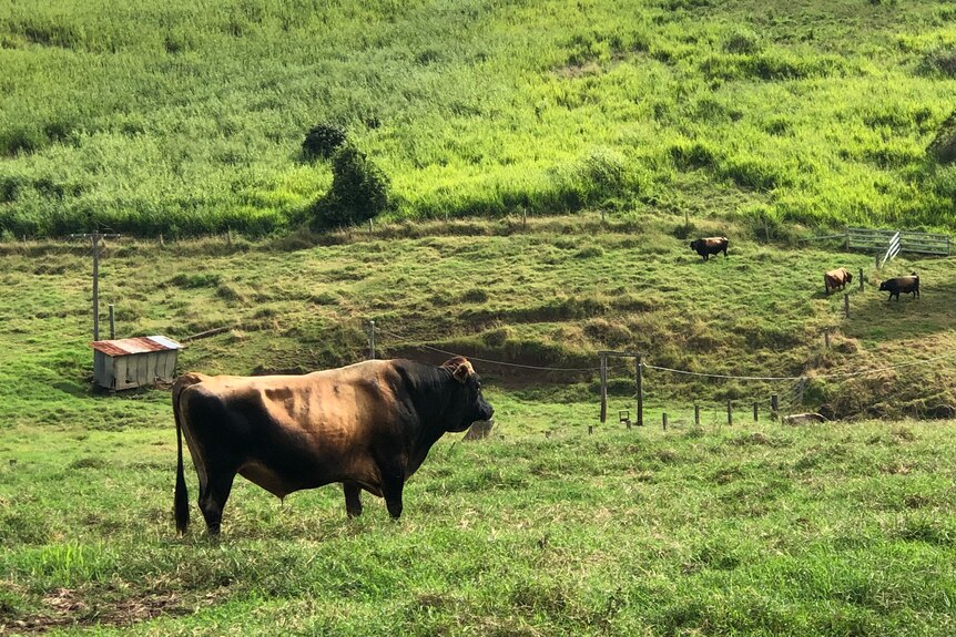 A bull in the foreground with other cattle in the background of a paddock.