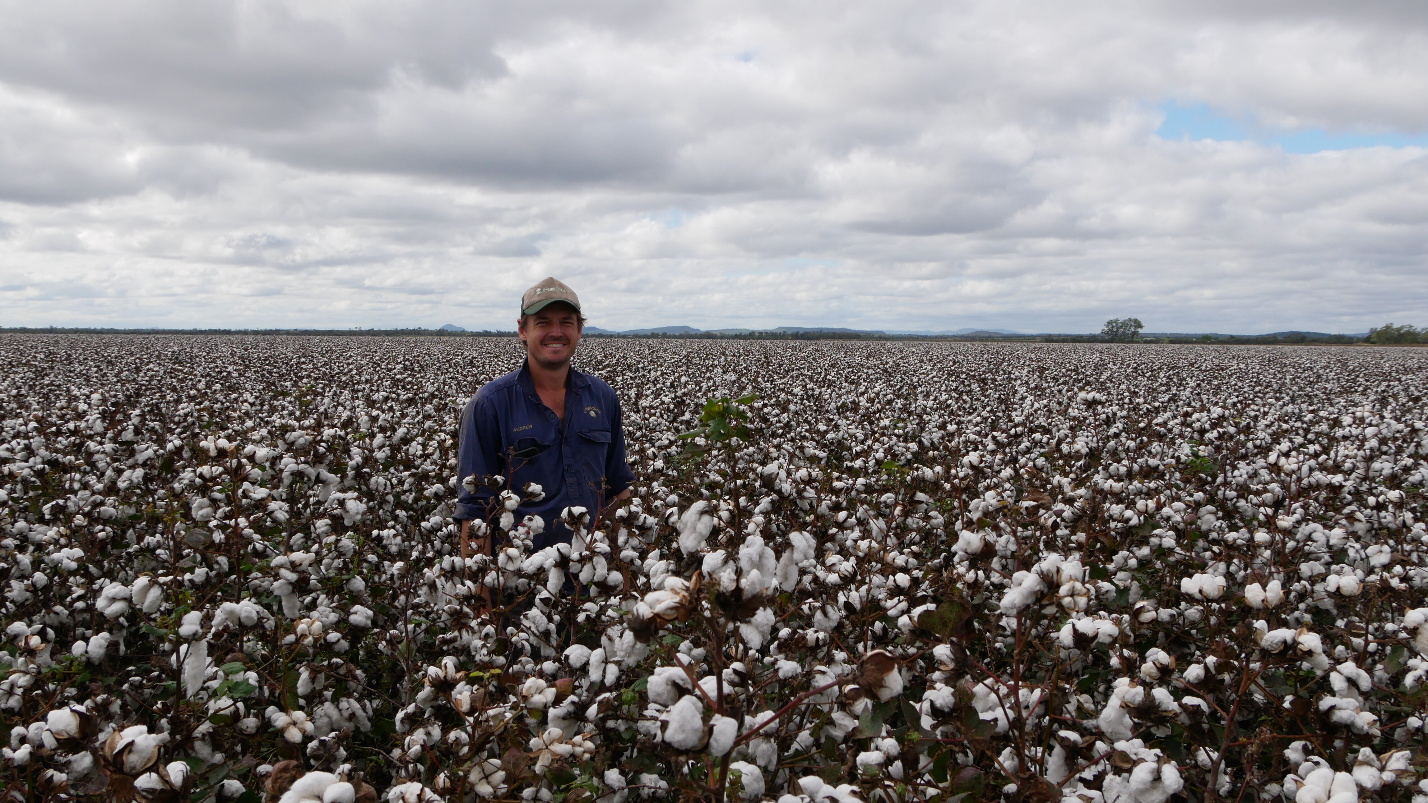 A grower stands in a field of cotton
