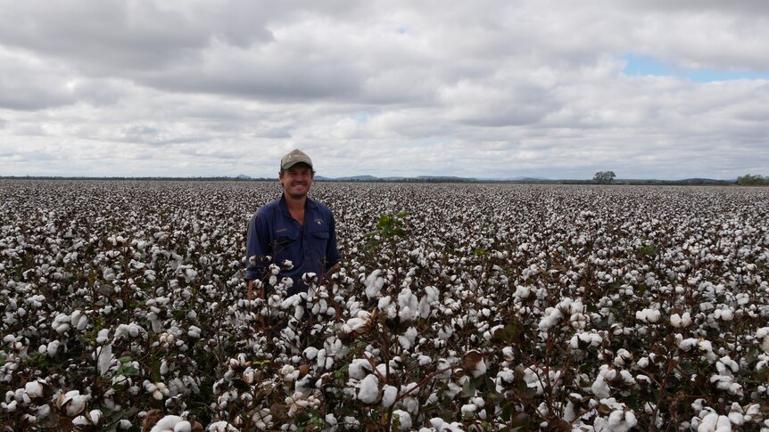 A grower stands in a field of cotton