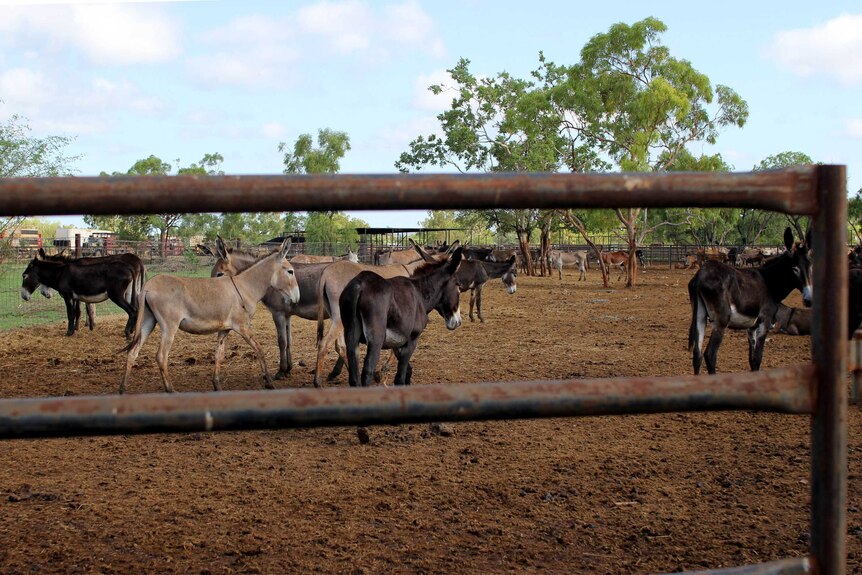 donkeys in a set of cattle yards.