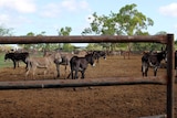 donkeys in a set of cattle yards.