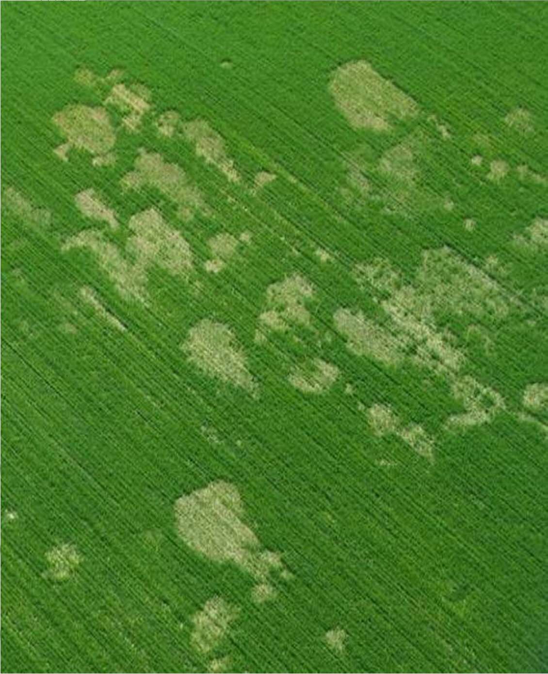 Wild grass could supply genes to combat wheat root disease - ABC listen
