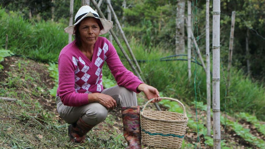 A woman crouching down in a paddock filled with bean crops