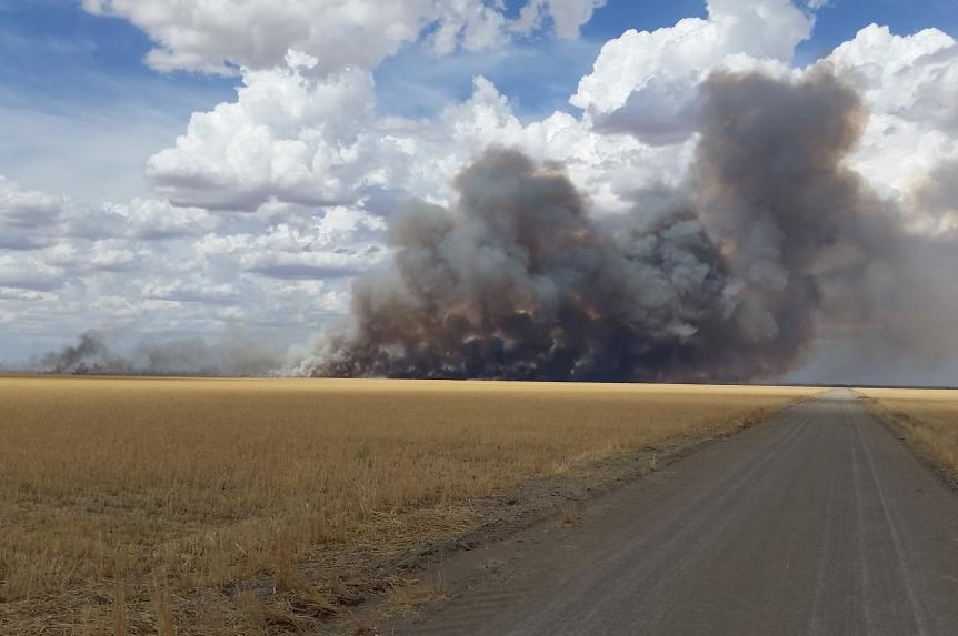 A lightning strike on Lake Popiltah burnt 650 hectares of ready-to-harvest wheat