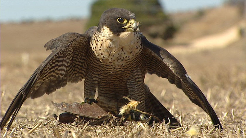 falcon - file photo