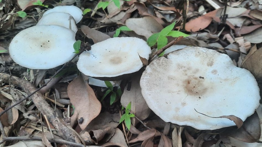 White mushroom shaped fungi growing on earth. There are leaves and sticks on the ground