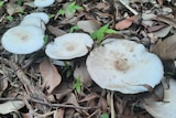 White mushroom shaped fungi growing on earth. There are leaves and sticks on the ground