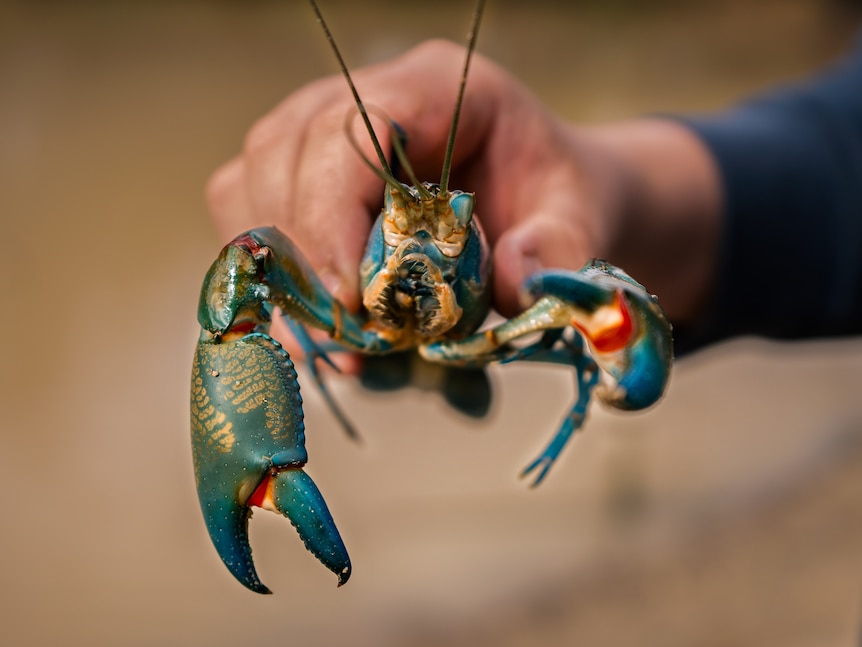 A yabby with iridescent blue and red nippers.