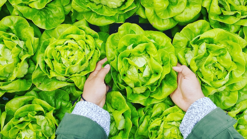 A person wearing a green jacket and a patterned blue shirt picks a single green lettuce from a shelf full of lettuces.