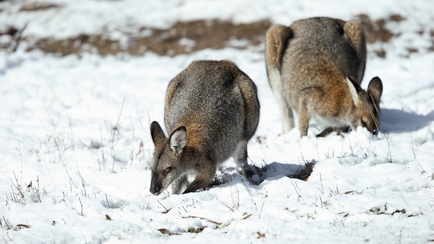 Red-necked wallabies forage for grass after a snowfall.