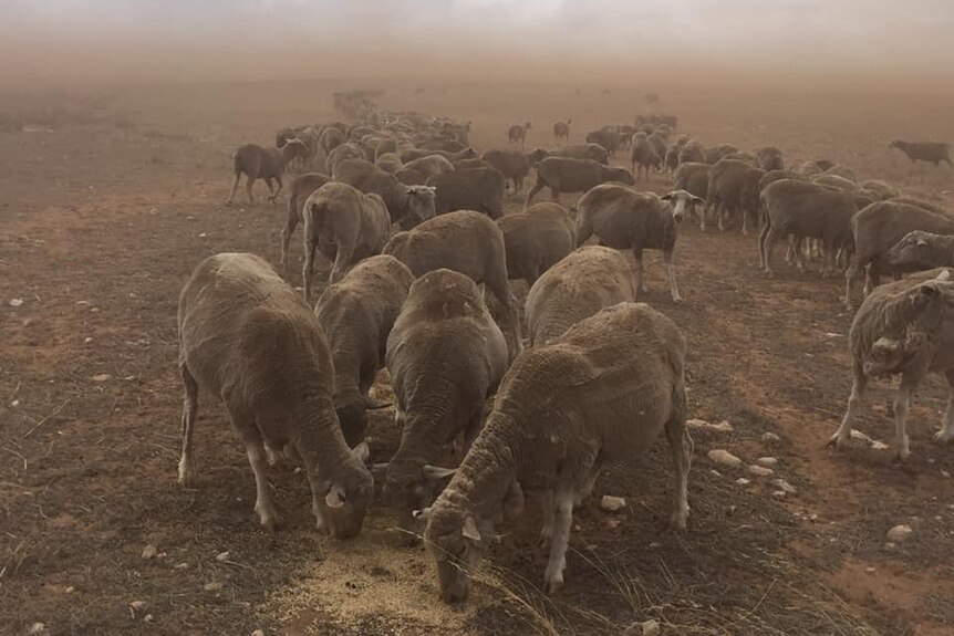 A group of sheep eating seed off the ground on dirt with lots of dust in the background