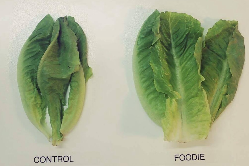 Untreated lettuce compared to a treated lettuce 14 days after APPICAL Foodie application.