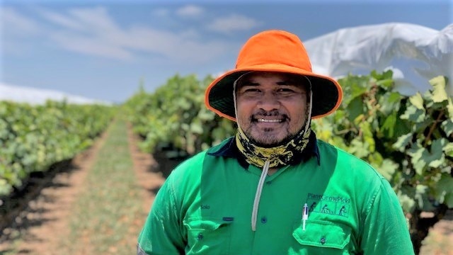 Farm worker Niukasolo Talanoa stands in front of a row of grape vines