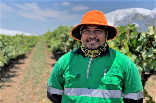 Farm worker Niukasolo Talanoa stands in front of a row of grape vines