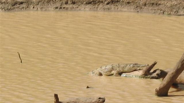 Crocodile sunning itself on a log in Diamantina River near Birdsville in far south-west Qld on May 26, 2013.
