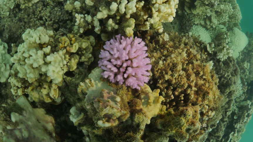 A single piece of colourful coral in a bleached coral reef