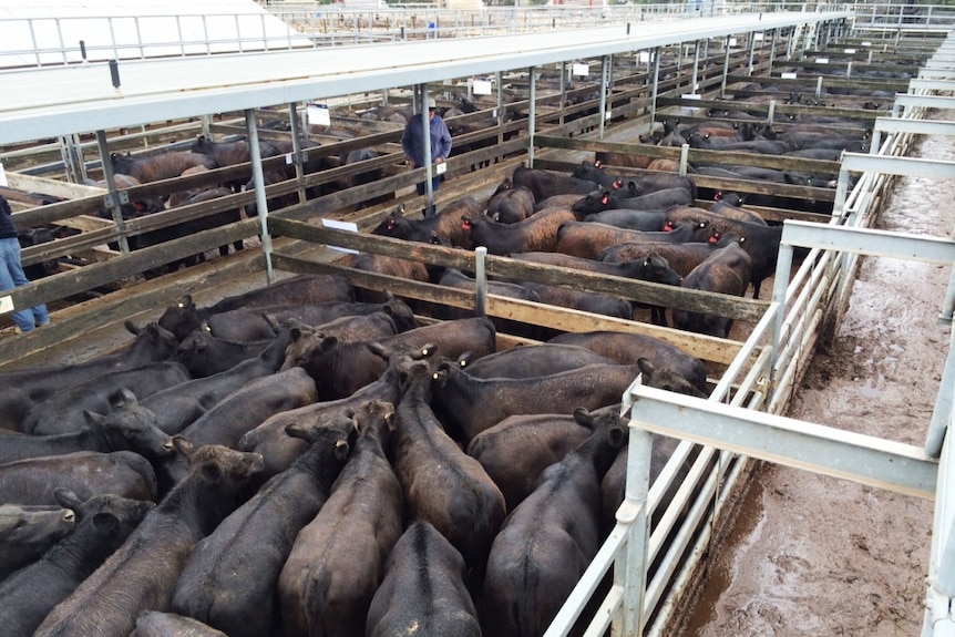 Angus cattle in their pens at a saleyard in western Victoria