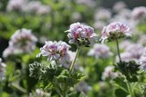 A white and pink pelargonium in flower