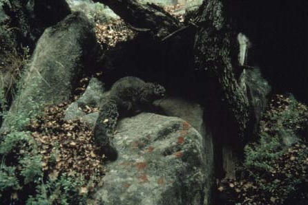 The wooly flying squirrel lives in rock caves and crevices.