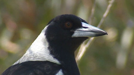The Toowoomba council says it would be impossible to identify and remove every dangerous magpie on public land.