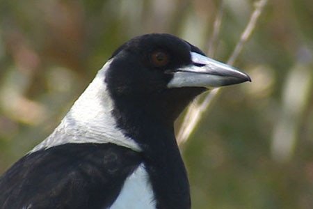 Close-up of magpie's face