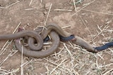 Photo showing a black snake apparently eating its way out of a brown snake.