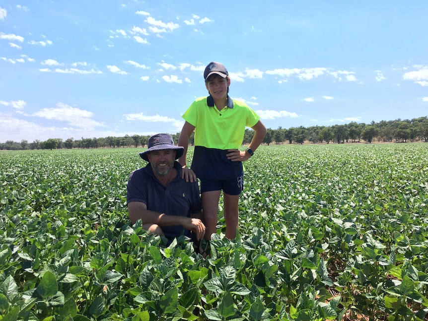 Fodder crop cowpea growing at Ardlethan.