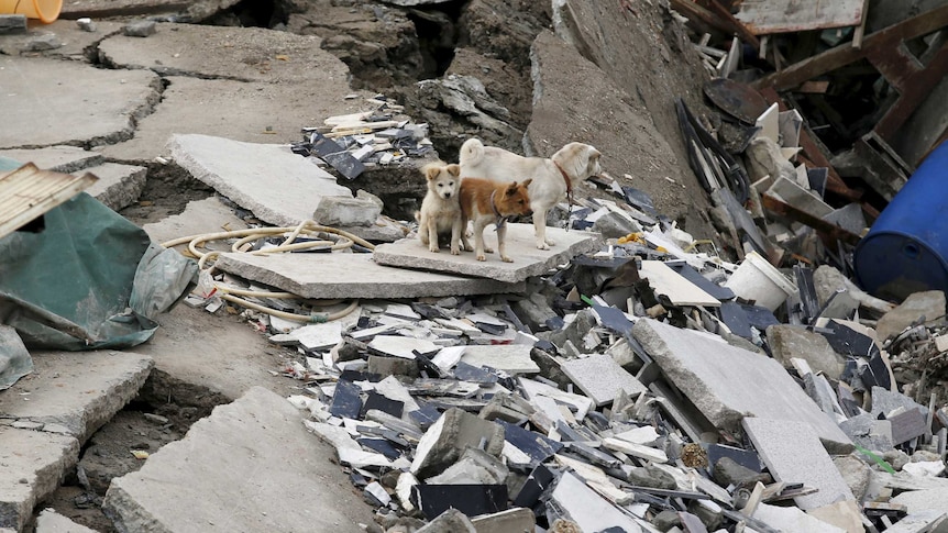 Dogs stand on the rubble of a building hit by a landslide in China.