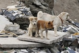 Dogs stand on the rubble of a building hit by a landslide in China.