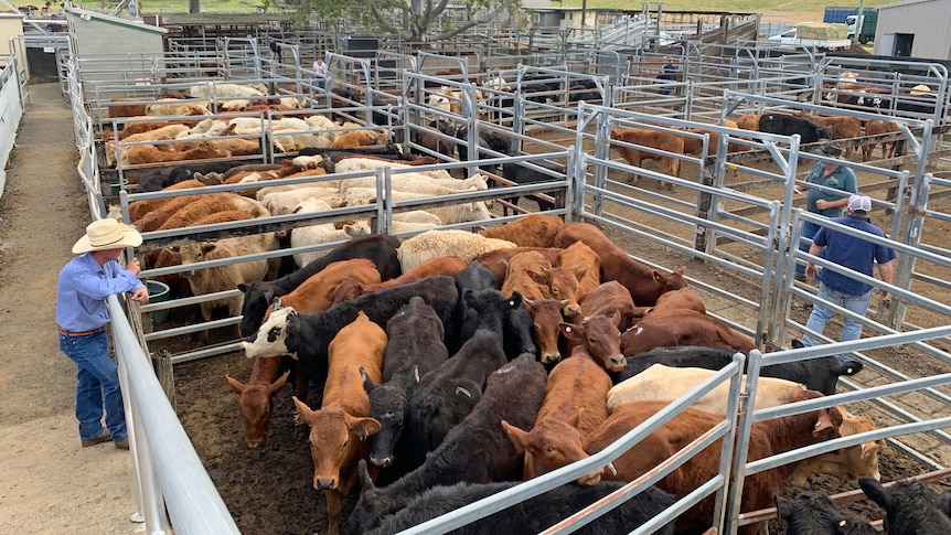 Cattle in pens at a saleyard.
