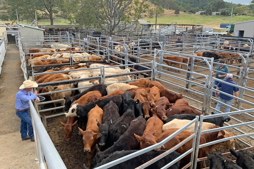 Ganado en corrales en Lismore Saleyards.