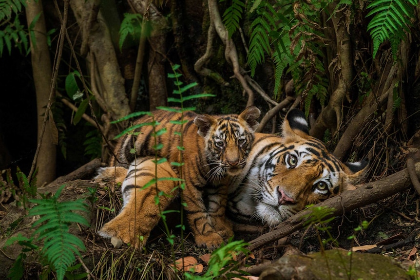 Tigress and cub