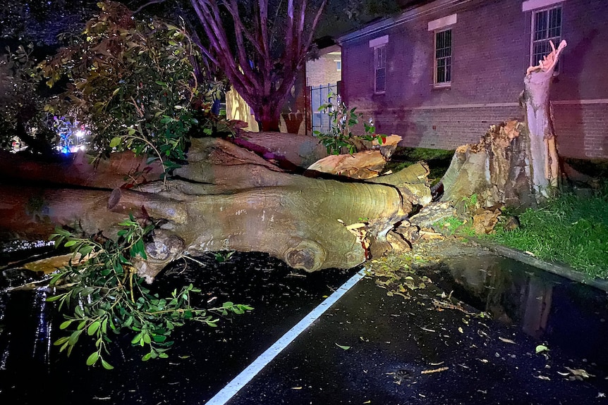 a fallen tree across the road