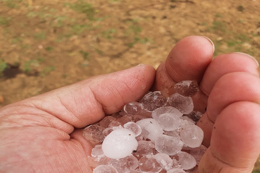 A close-up of hail in a farmer's hand. 
