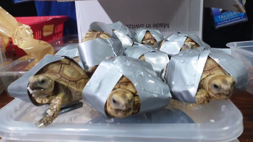 Turtles seized at an airport in Manila wrapped in tape.
