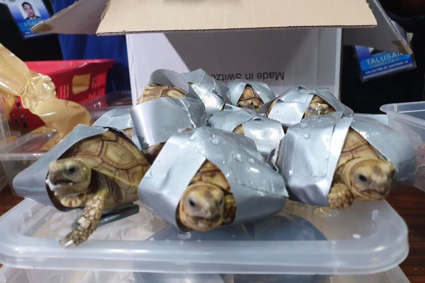 Turtles seized at an airport in Manila wrapped in tape.