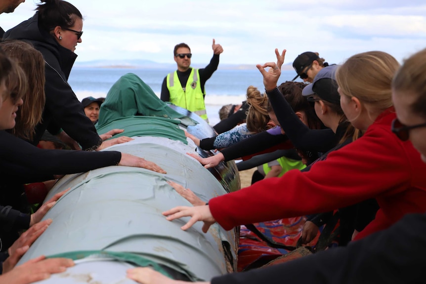 Volunteers prepare to lift the giant inflatable whale.