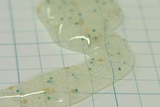 Microplastics or microbeads seen in a common facial cleansing product.