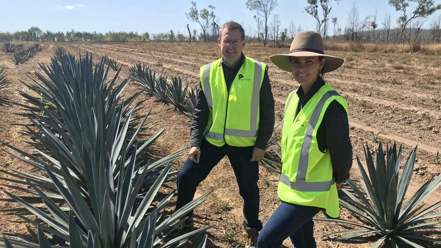 Agronomist Renee Smith and MSF business developer Hywel Cook stand beside blue agave crops.