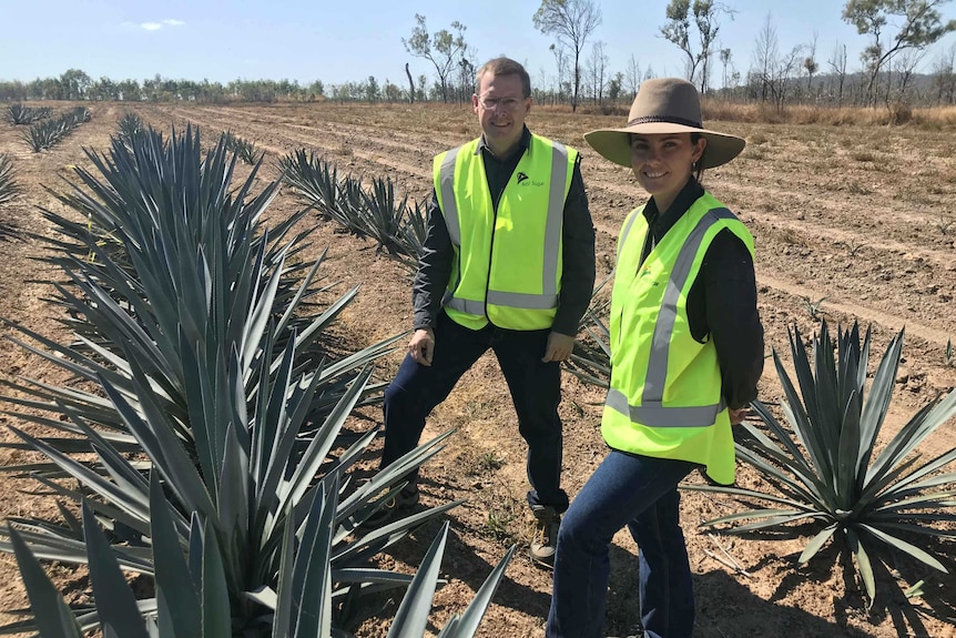 Agronomist Renee Smith and MSF business developer Hywel Cook stand beside blue agave crops.