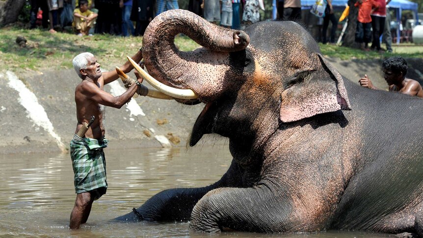 A mahout bathes his elephant in Colombo.