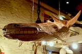 A woven sculpture of a whale suspended near a boat in a museum.