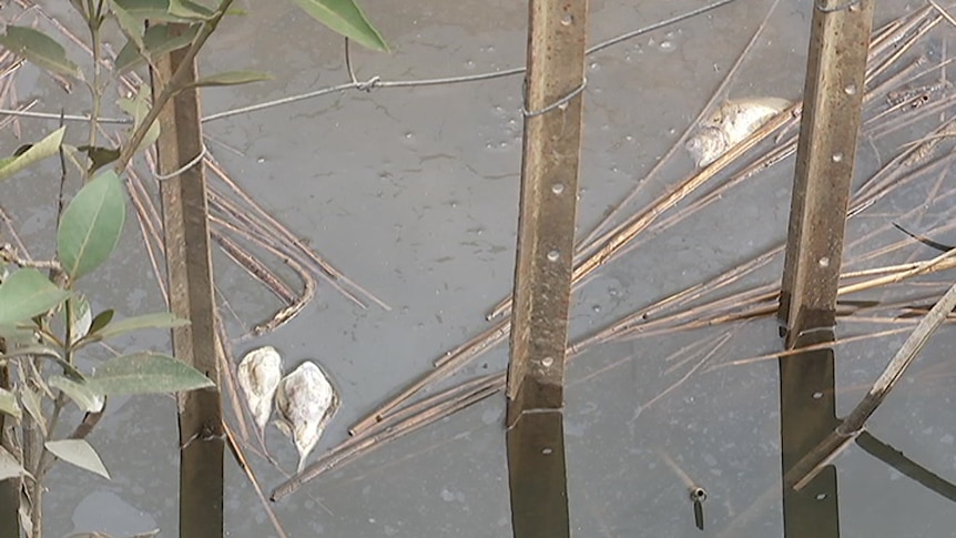 Dead fish in a waterway near a Qantas