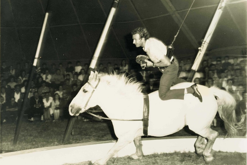 ABC cameraman Warwick Curtis hangs from a suspension cord as he rides a horse at the circus.