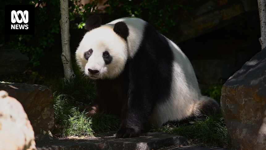 Une nouvelle paire de pandas géants pour le zoo d’Adélaïde, Wang Wang et Fu Ni retourneront en Chine d’ici la fin de l’année